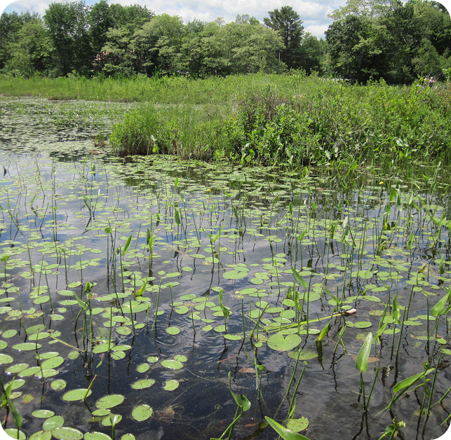 Wetland Consulting Services for on-site wetland field assessment